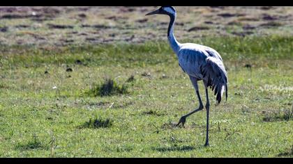Common Crane