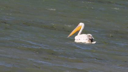 Great White Pelican