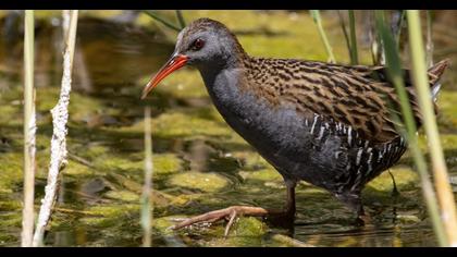 Water Rail