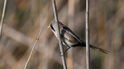 Bearded Reedling
