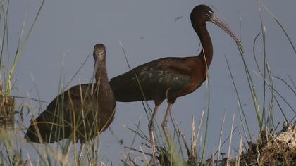 Glossy Ibis
