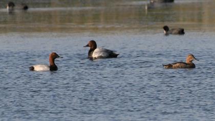 Common Pochard