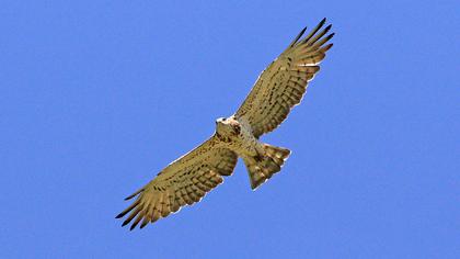 Short-toed Snake Eagle
