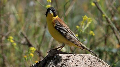 Black-headed Bunting