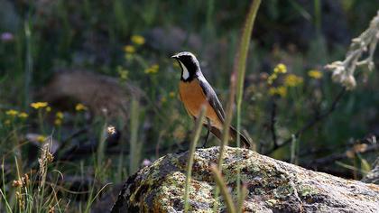 White-throated Robin