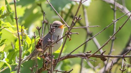 Eastern Olivaceous Warbler