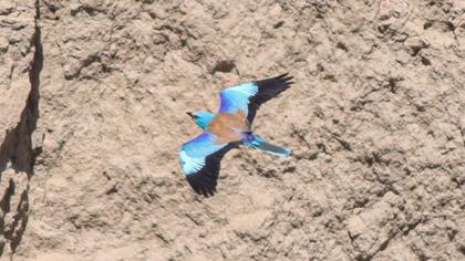 European Roller