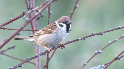Eurasian Tree Sparrow