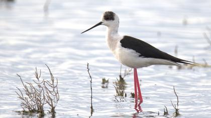 Black-winged Stilt