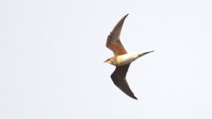 Collared Pratincole
