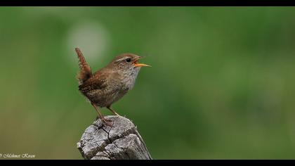 Eurasian Wren
