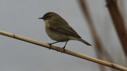 Common Chiffchaff