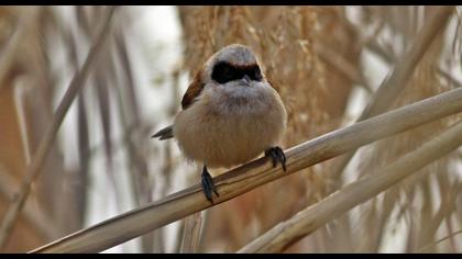 Eurasian Penduline Tit