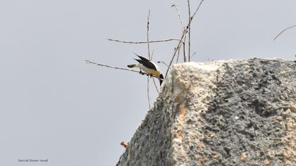 Black-eared Wheatear