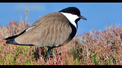 Spur-winged Lapwing