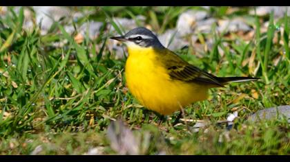 Western Yellow Wagtail