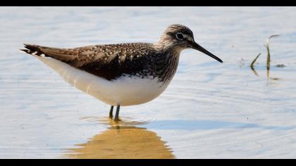 Green Sandpiper