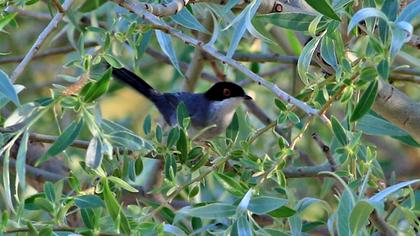 Sardinian Warbler