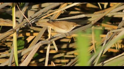 Eurasian Reed Warbler