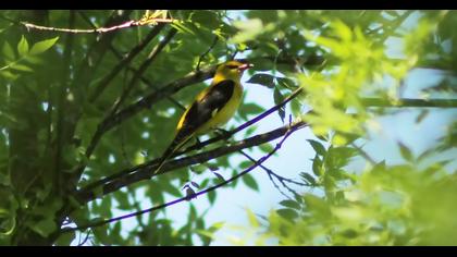 Eurasian Golden Oriole