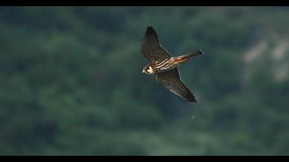 Eurasian Hobby