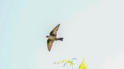 Eurasian Crag Martin