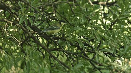 Great Tit