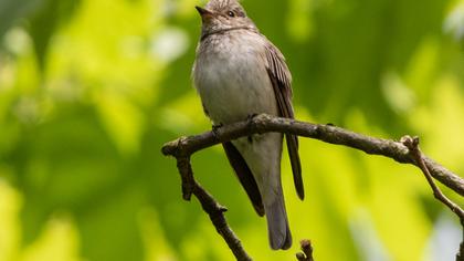 Spotted Flycatcher
