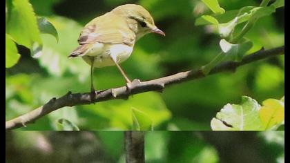 Green Warbler