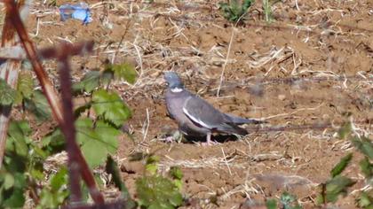Common Wood Pigeon
