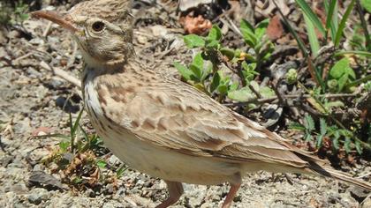 Crested Lark