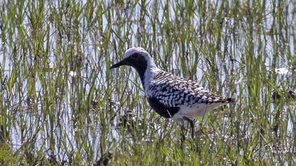 Grey Plover