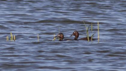 Ferruginous Duck