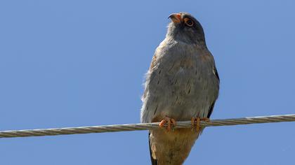 Red-footed Falcon