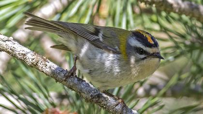 Common Firecrest