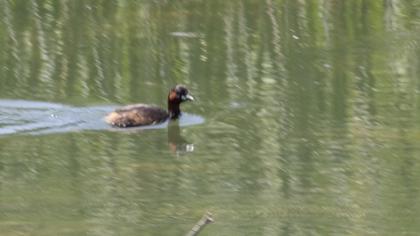 Little Grebe