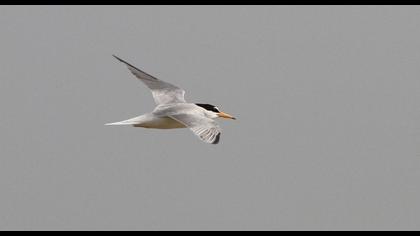Little Tern