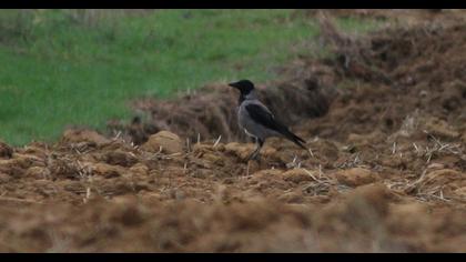 Hooded Crow