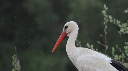 White Stork