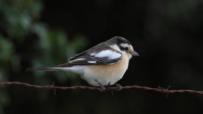 Masked Shrike