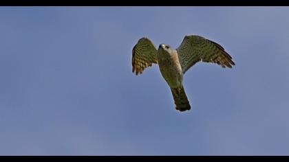 Levant Sparrowhawk