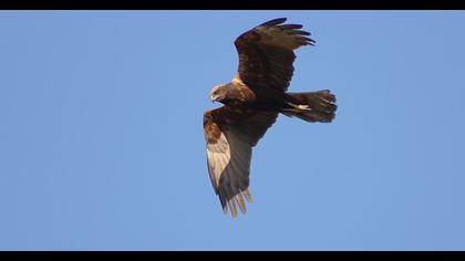 Western Marsh Harrier