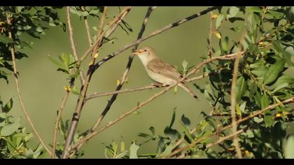 Eastern Olivaceous Warbler