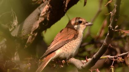 Red-backed Shrike