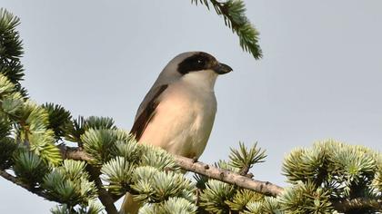 Lesser Grey Shrike