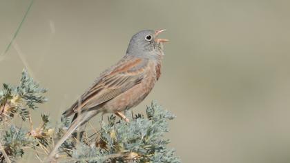 Grey-necked Bunting