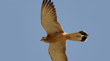 Lesser Kestrel