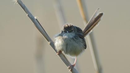 Delicate prinia