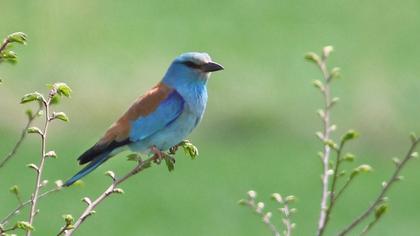 European Roller