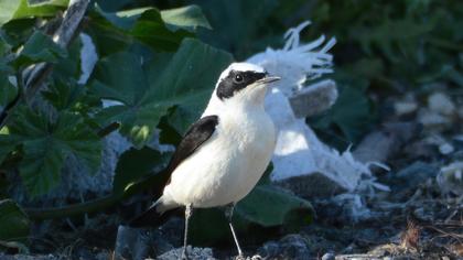 Black-eared Wheatear